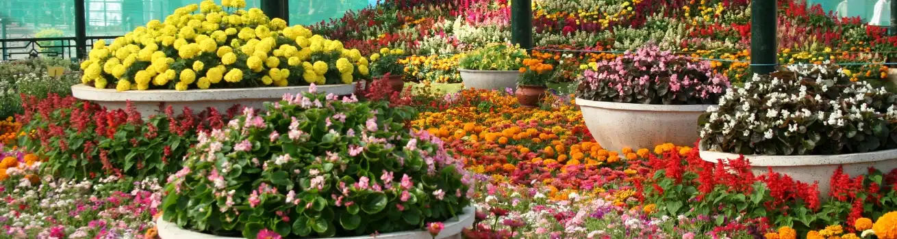 hourly-chauffeur-service-for-chelsea-flower-show